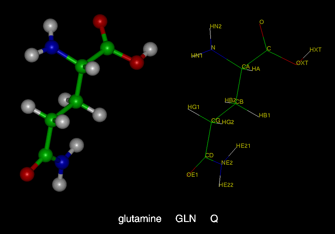 Qué es la glutamina