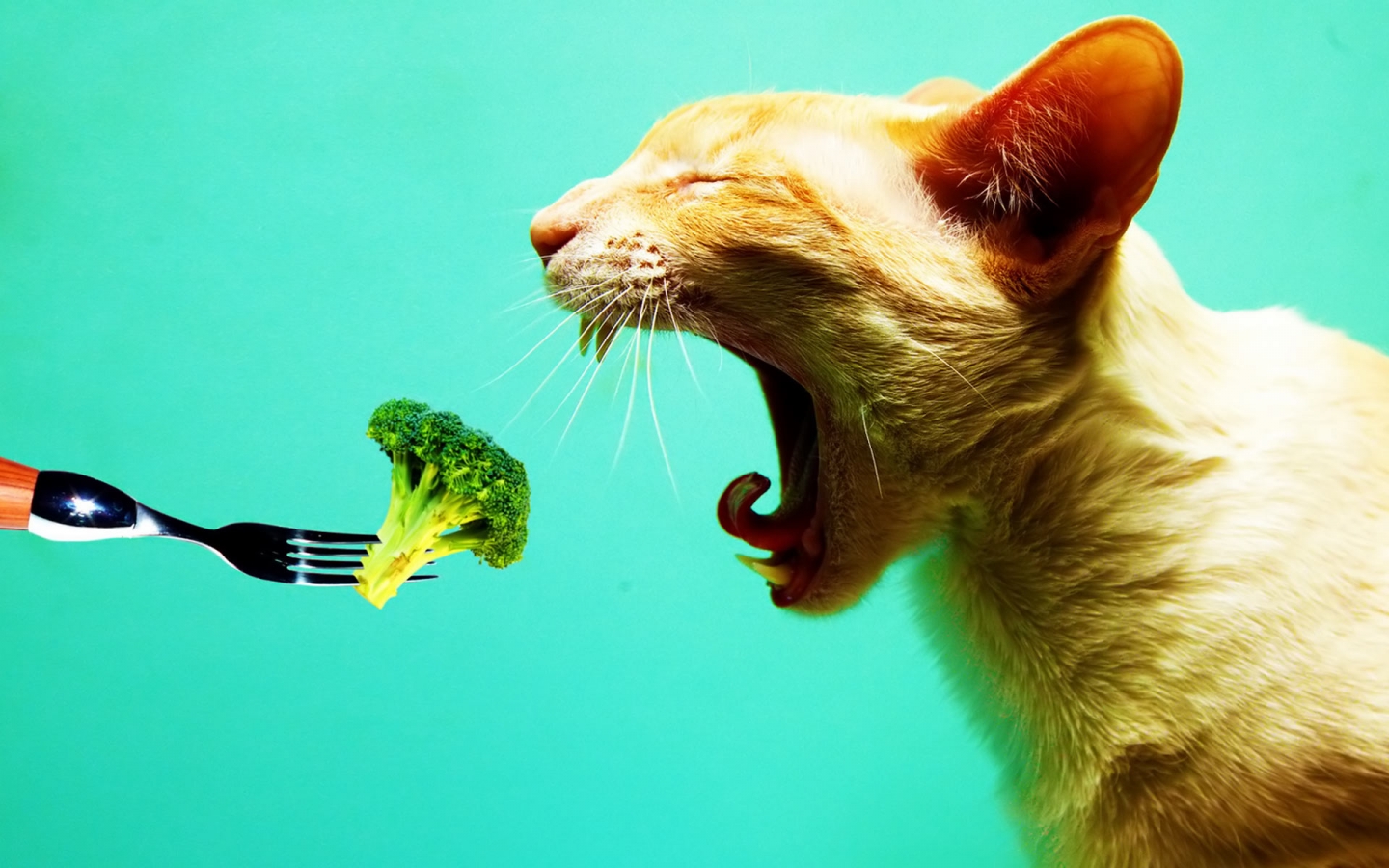 1440_vegetarian_cat